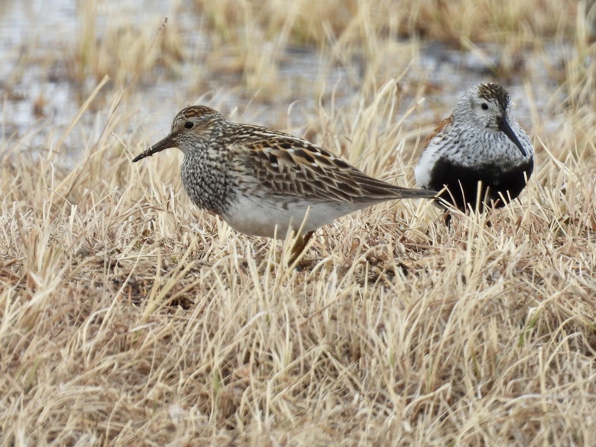 Pectoral Sandpiper - ML659481773