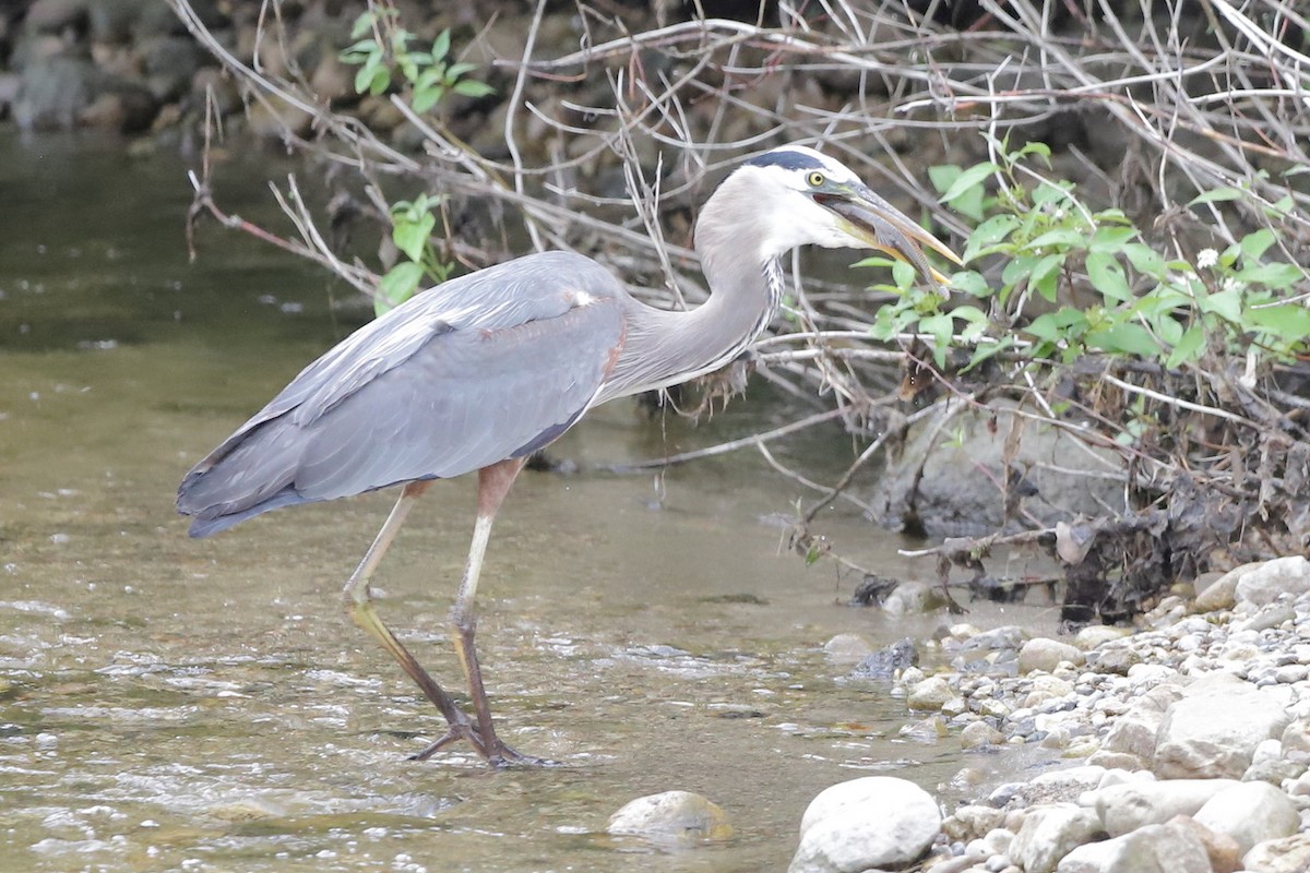 Great Blue Heron - ML659481788