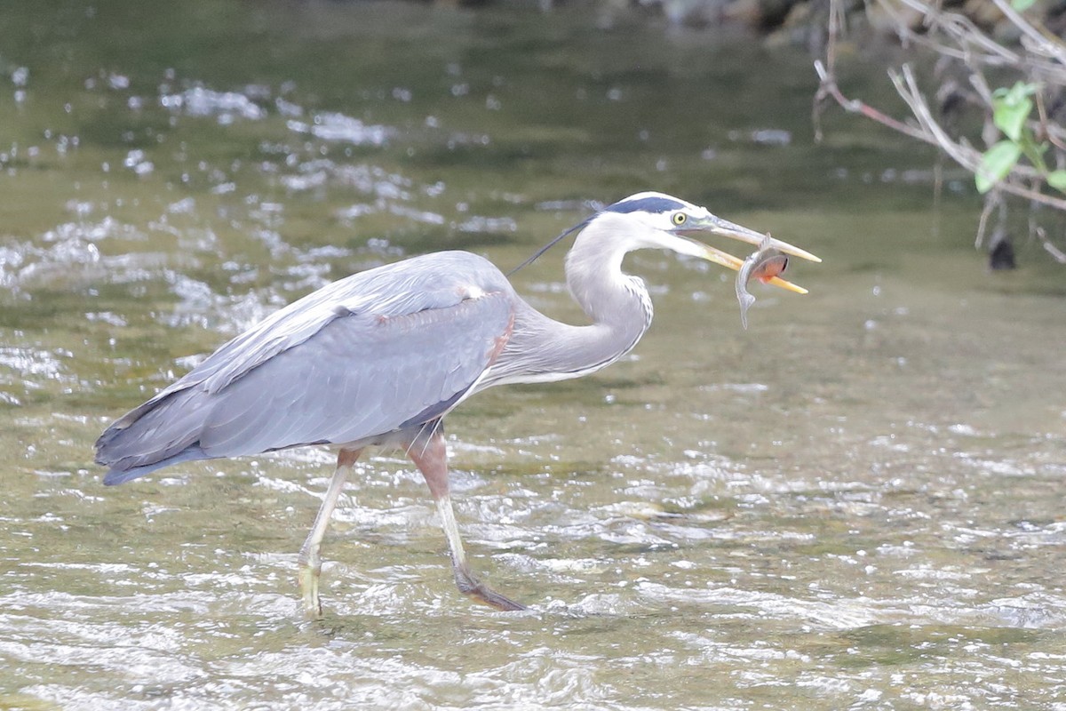 Great Blue Heron - ML659481790