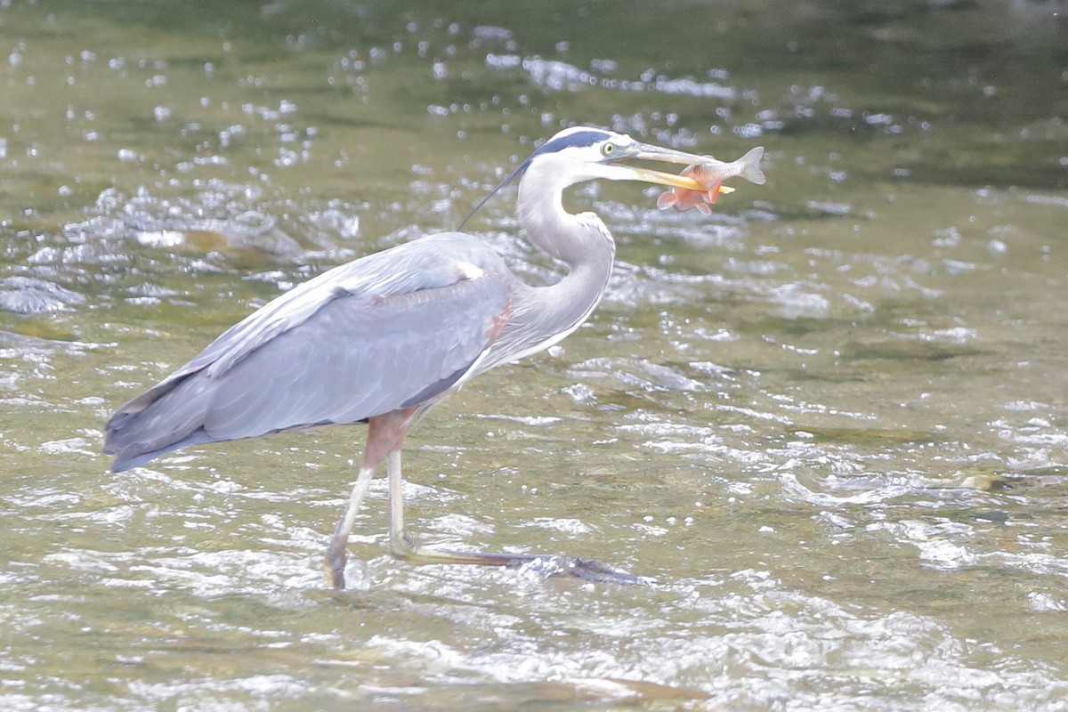 Great Blue Heron - ML659481791