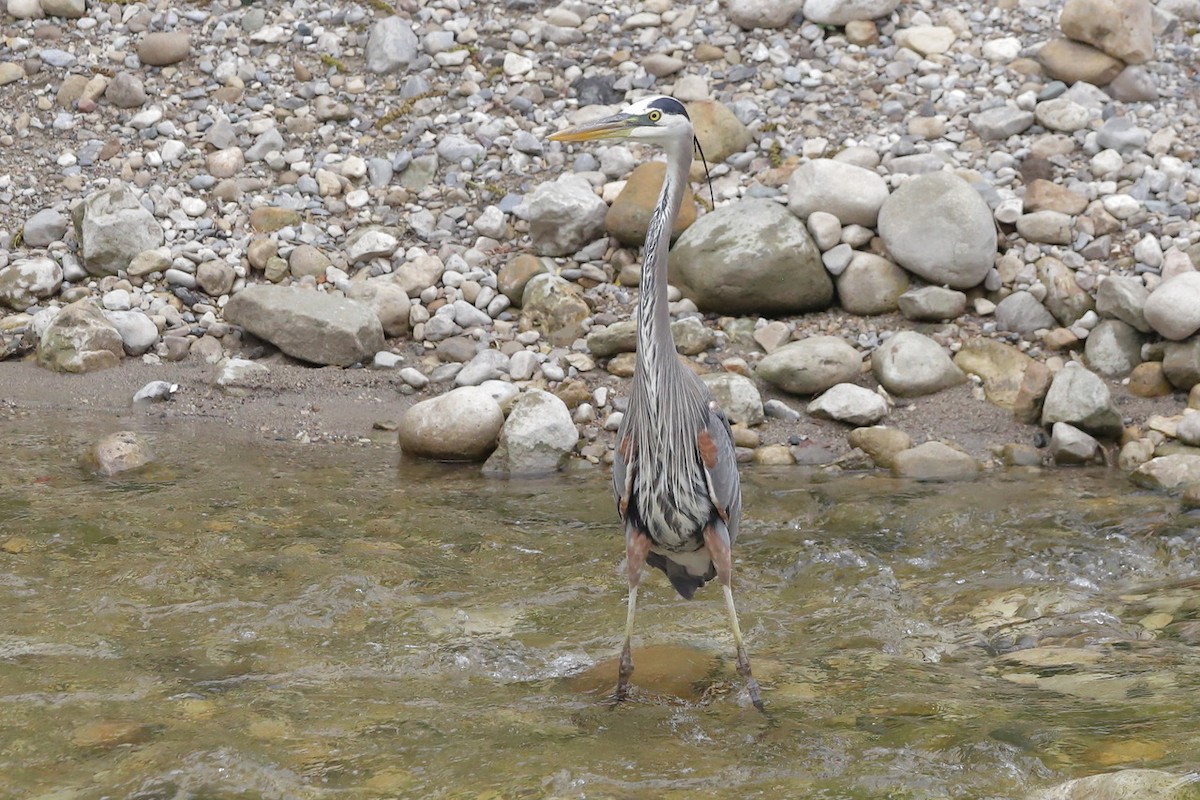 Great Blue Heron - ML659481792