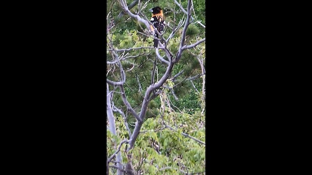 Black-headed Grosbeak - ML659481925