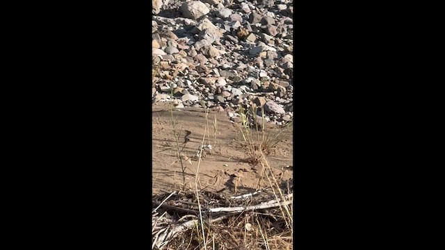 שליו קליפורני - ML659482045