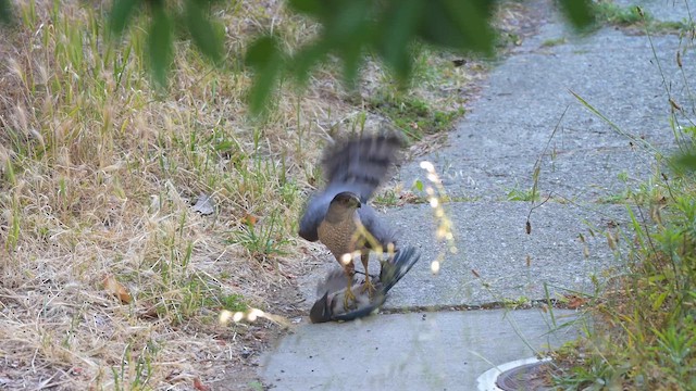Cooper's Hawk - ML659482153
