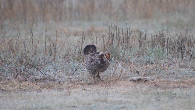 Greater Prairie-Chicken - ML659482188