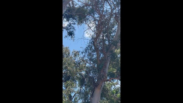 בז אמריקני - ML659482302