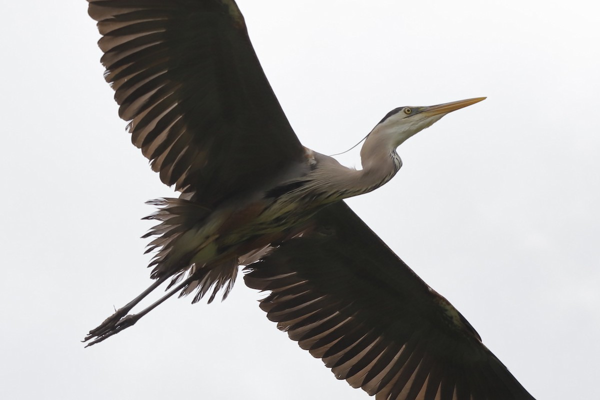 Great Blue Heron - ML659482314