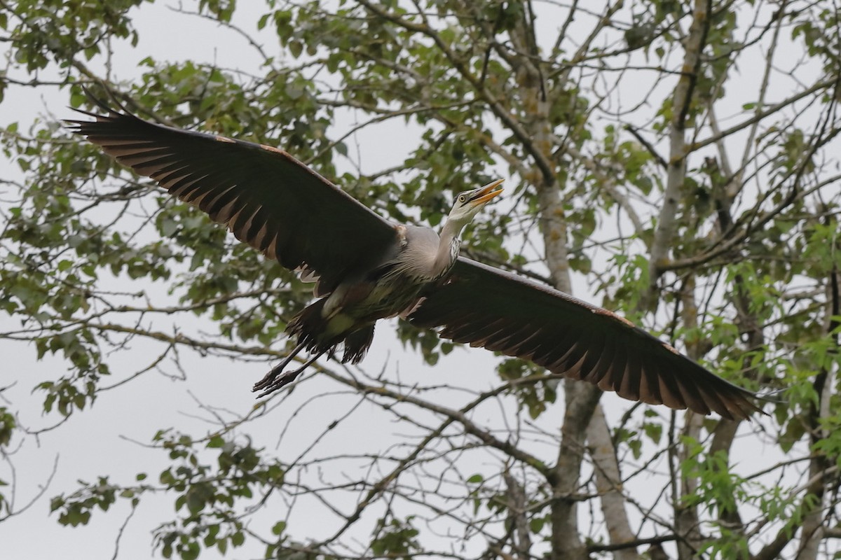 Great Blue Heron - ML659482315