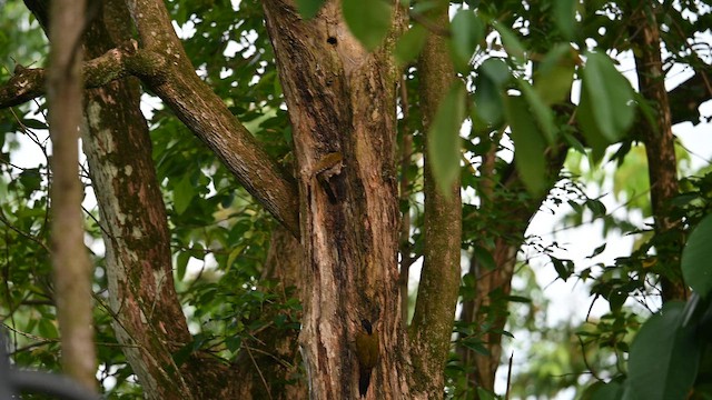 Laced Woodpecker - ML659482488