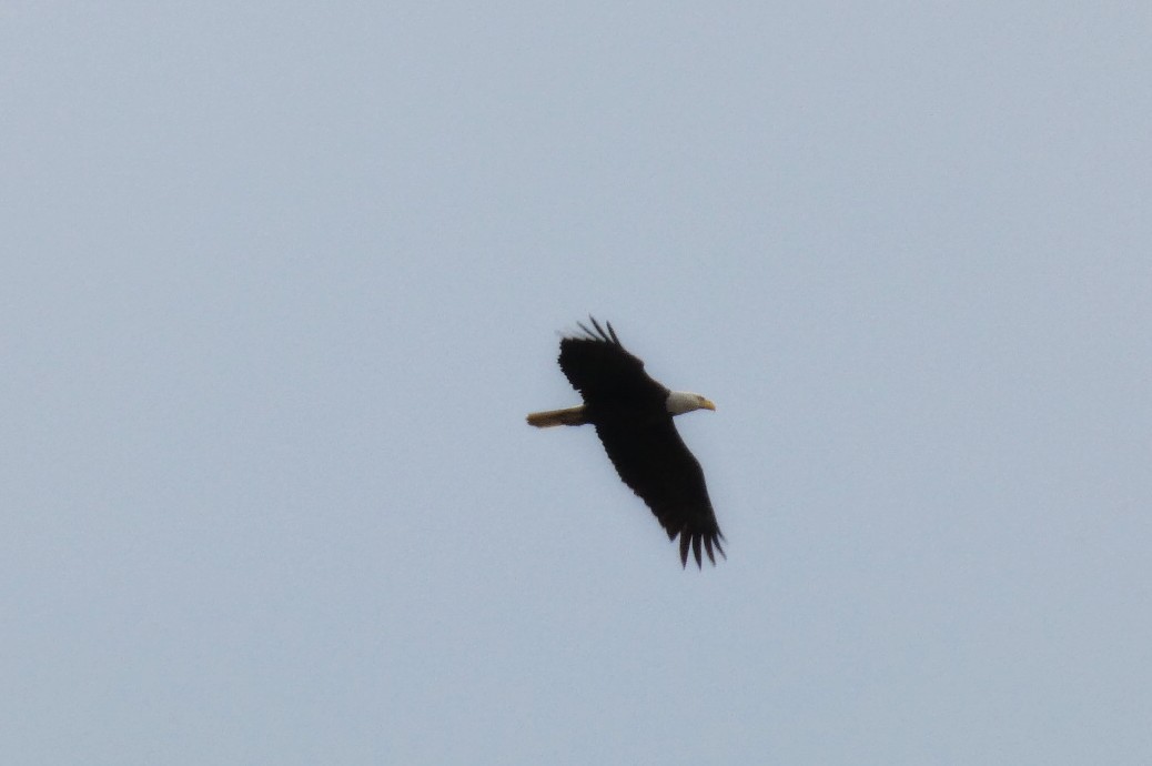 Weißkopf-Seeadler - ML659482543