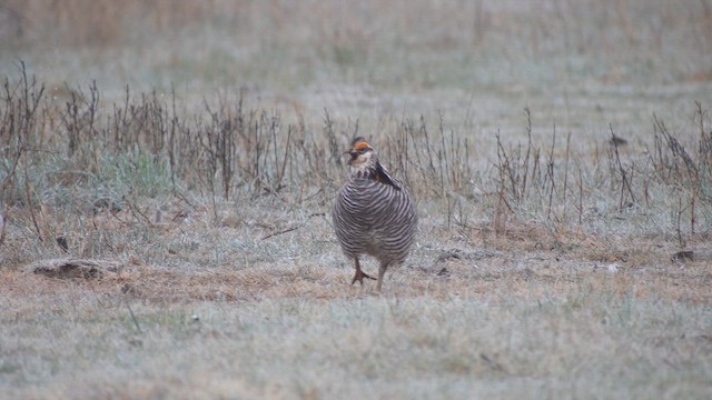 Greater Prairie-Chicken - ML659483055