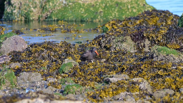 Black Oystercatcher - ML659483058