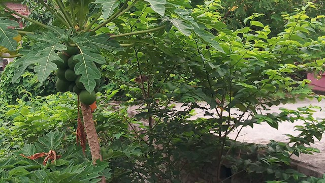 Jungle Babbler - ML659483067