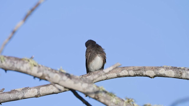 Black Phoebe - ML659483073