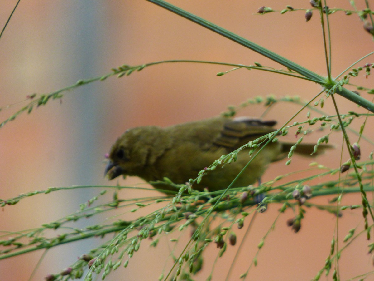 Yellow-bellied Seedeater - ML659483104