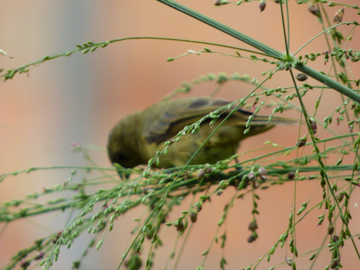 Yellow-bellied Seedeater - ML659483106