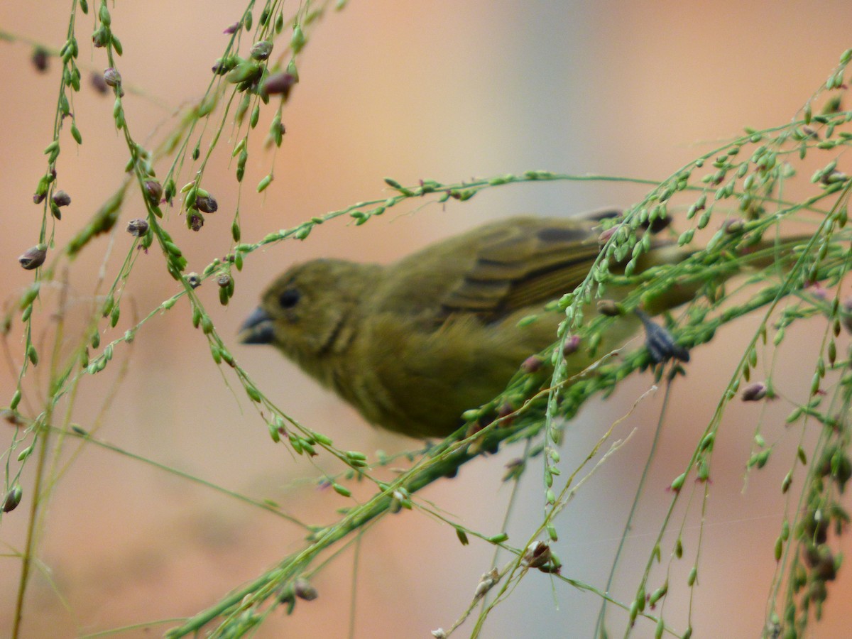 Yellow-bellied Seedeater - ML659483108