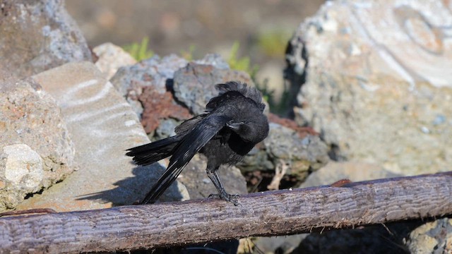 American Crow - ML659483138