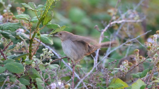 California Towhee - ML659483152