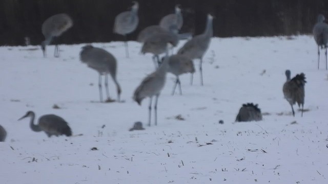 עגור קנדי - ML659483198