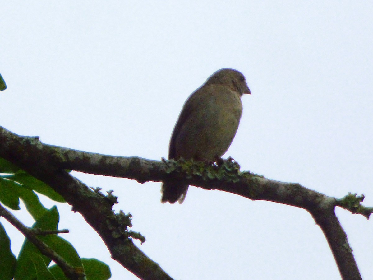 Dull-colored Grassquit - ML659483215