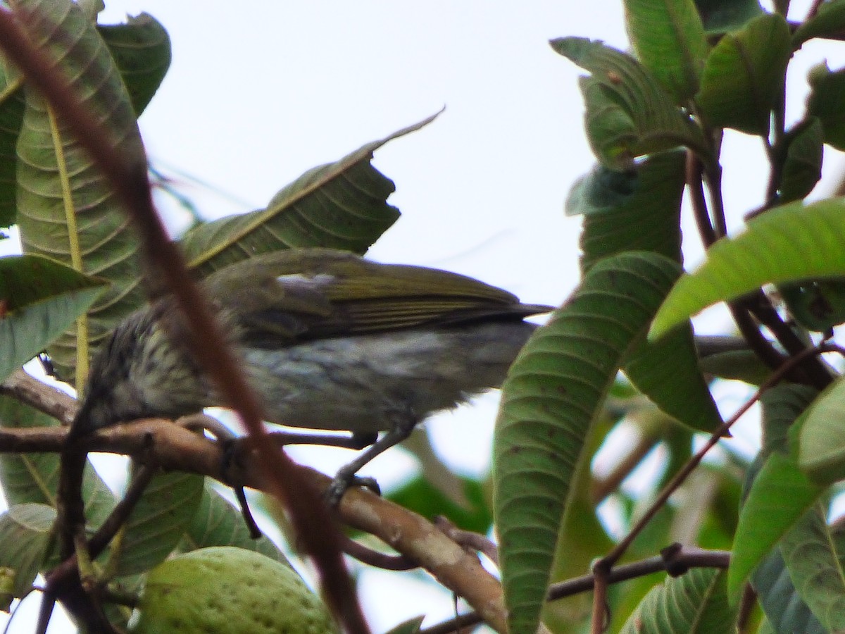 Streaked Saltator - ML659483234