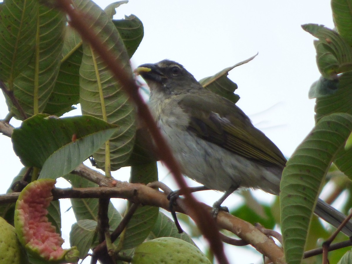 Streaked Saltator - ML659483235