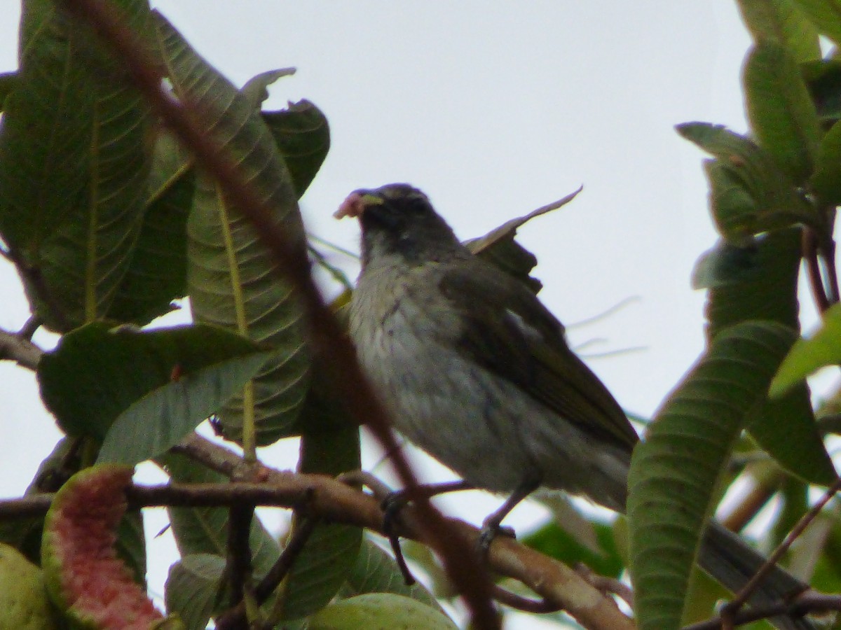 Streaked Saltator - ML659483236