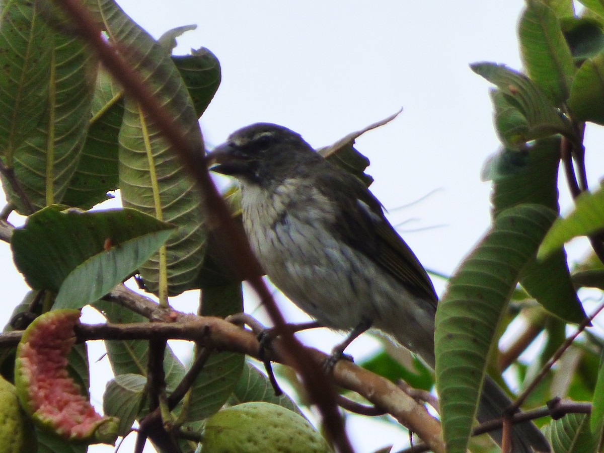 Streaked Saltator - ML659483237