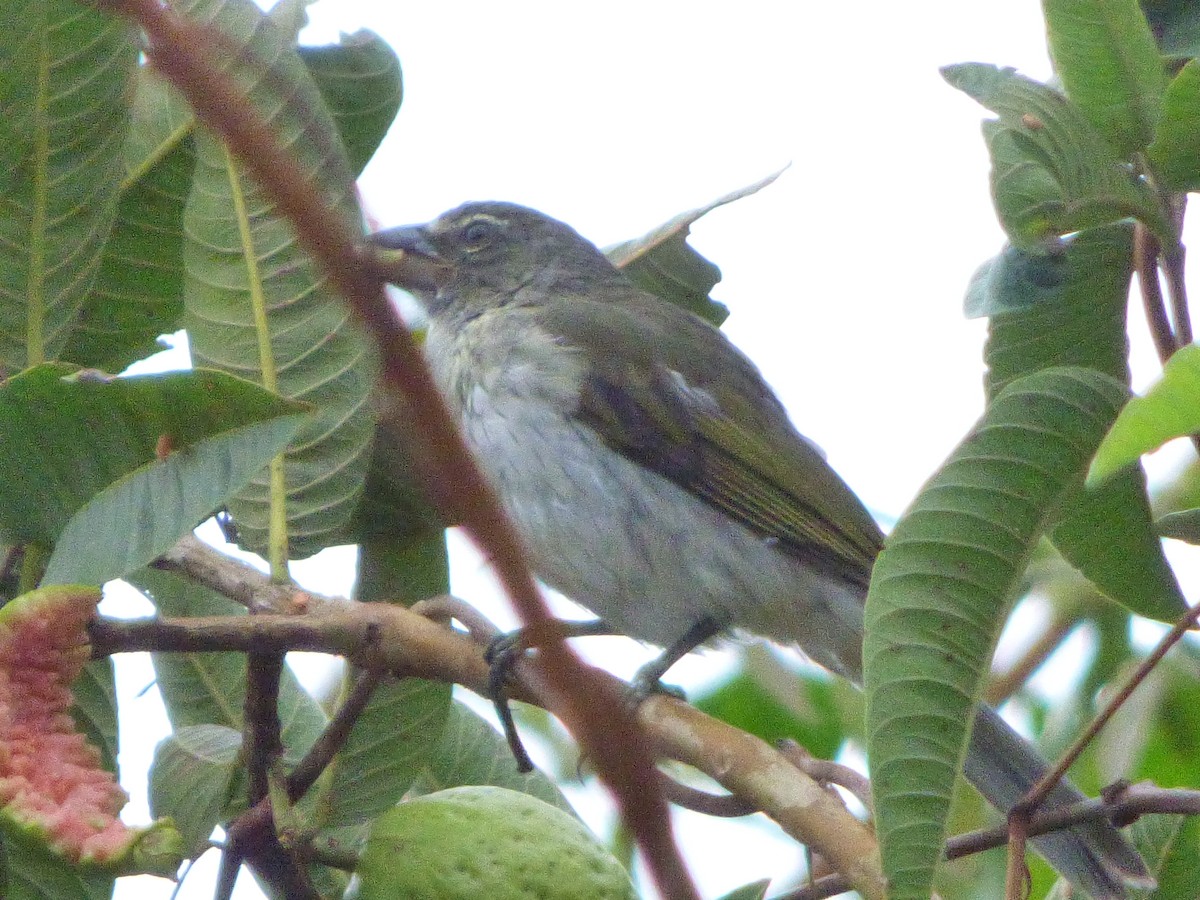 Streaked Saltator - ML659483238