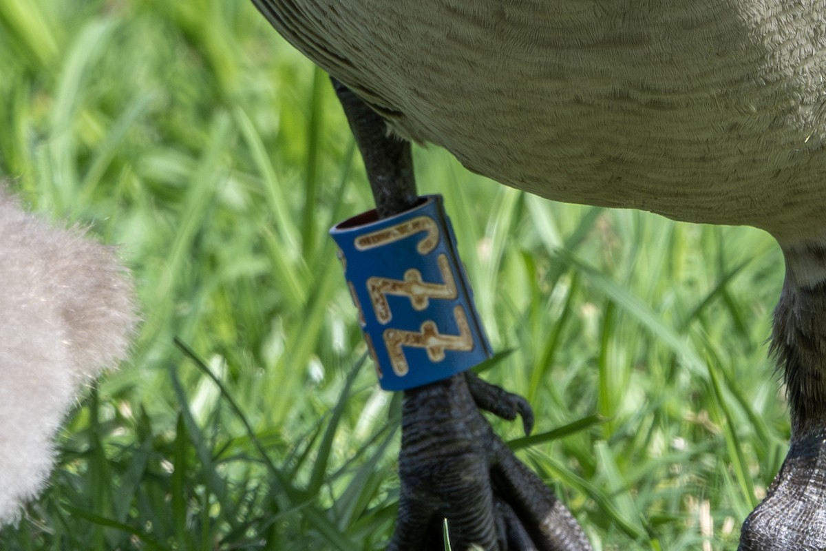 Hawaiian Goose - ML659483275