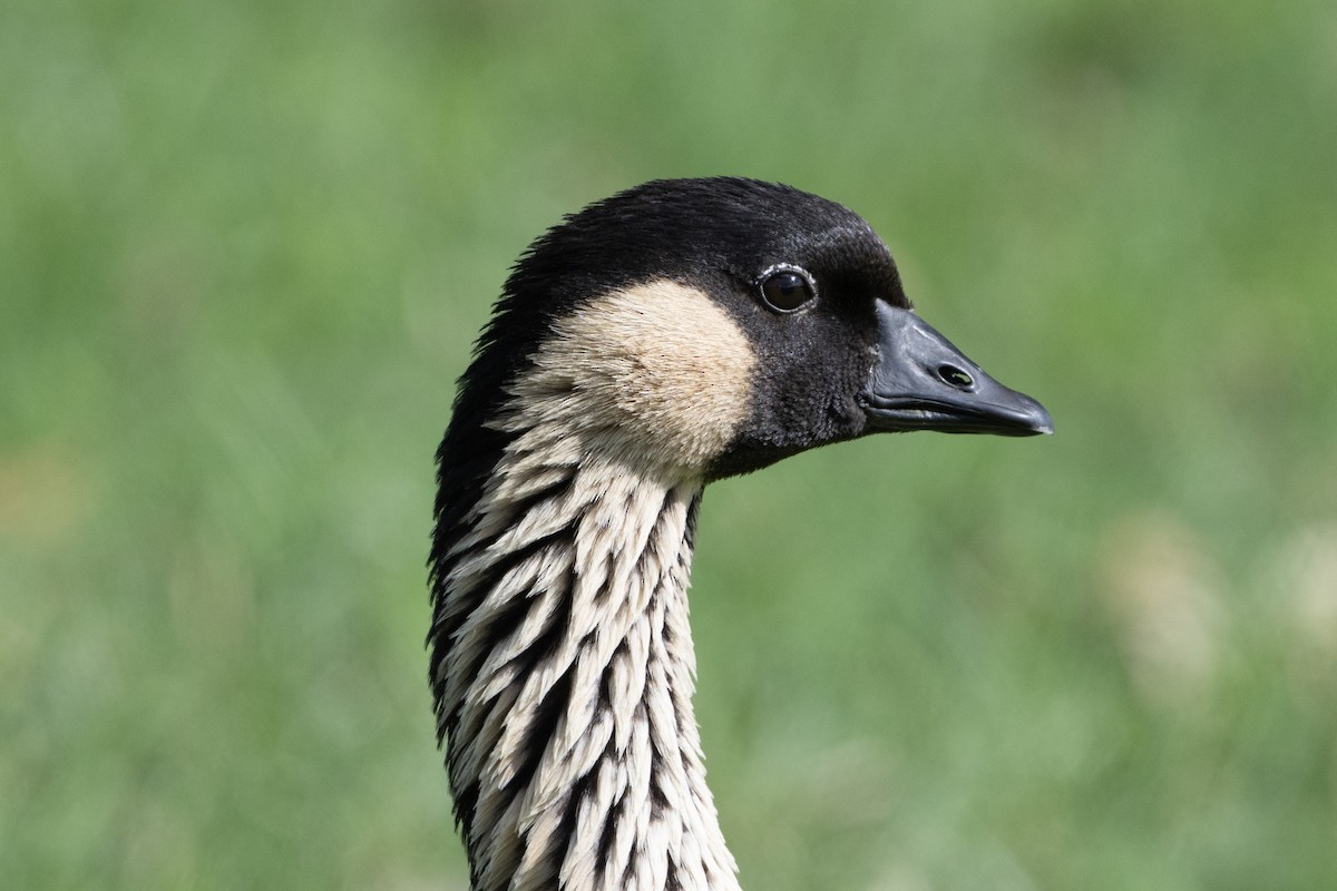Hawaiian Goose - ML659483276