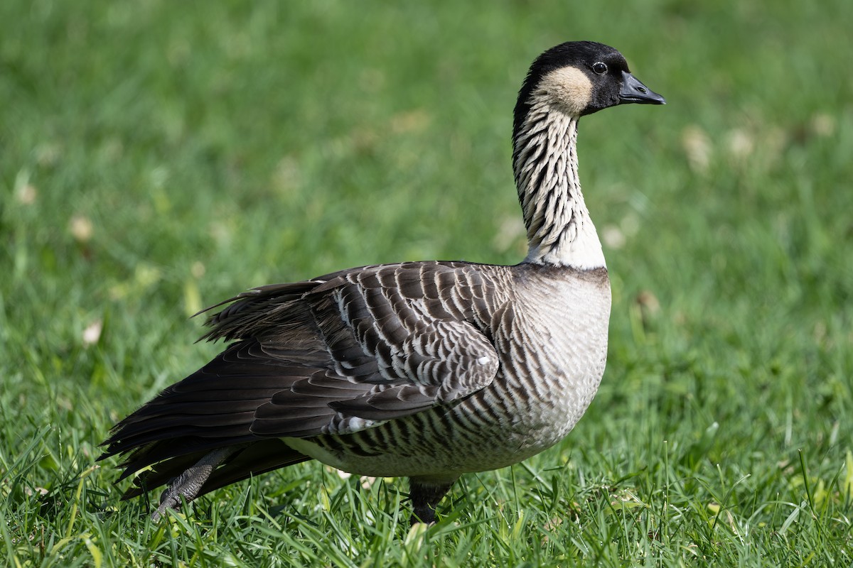 Hawaiian Goose - ML659483278