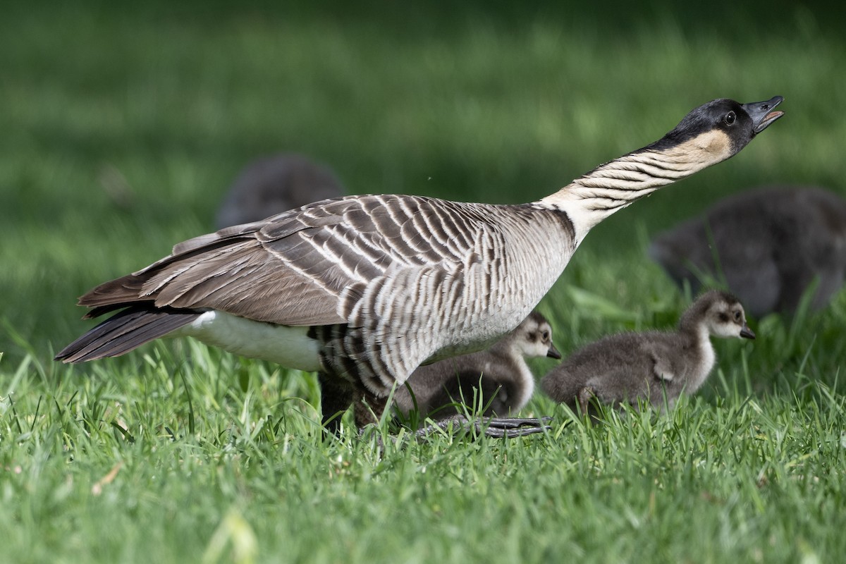 Hawaiian Goose - ML659483280
