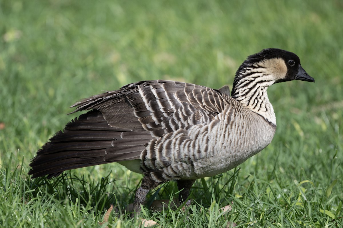 Hawaiian Goose - ML659483281