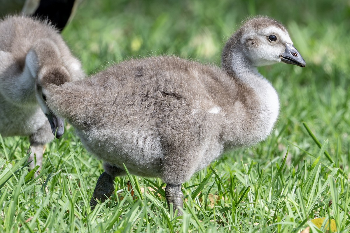 Hawaiian Goose - ML659483283