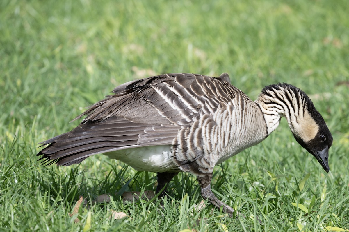 Hawaiian Goose - ML659483284