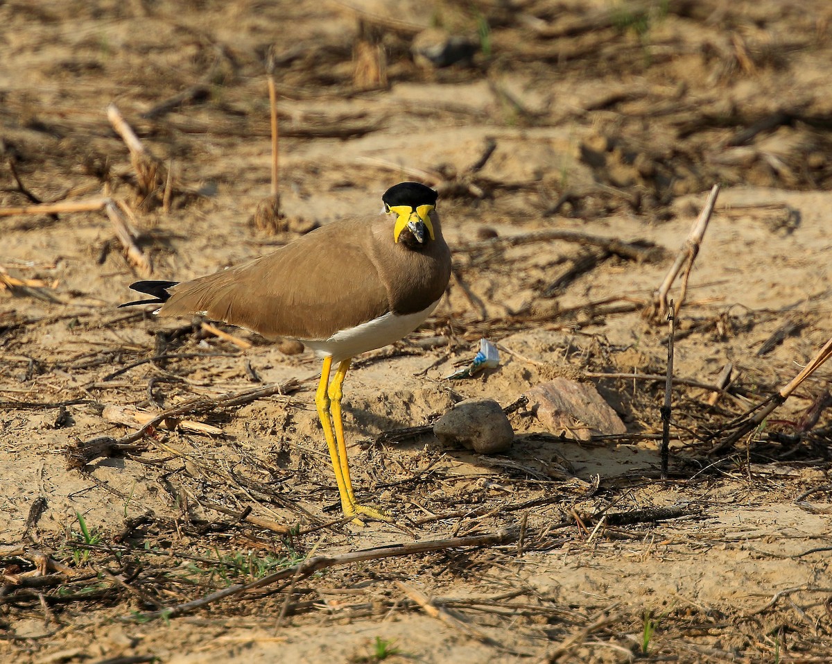 Yellow-wattled Lapwing - ML65948331