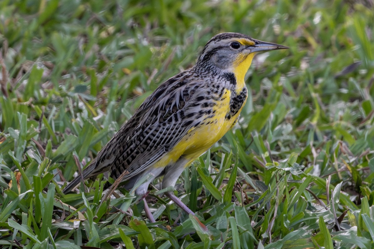 Western Meadowlark - ML659483348