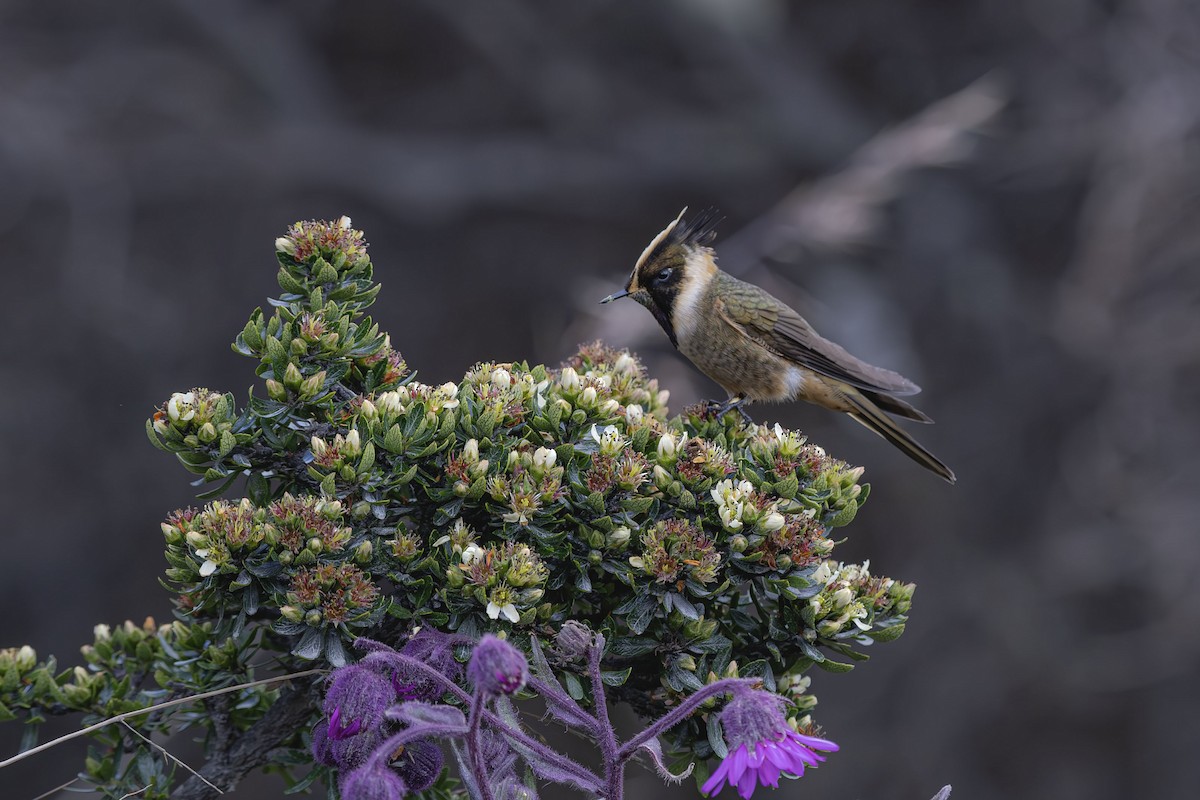 Buffy Helmetcrest - ML659483354