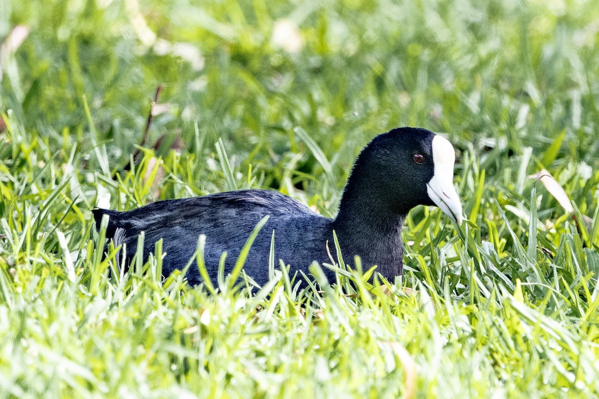 Hawaiian Coot - ML659483384
