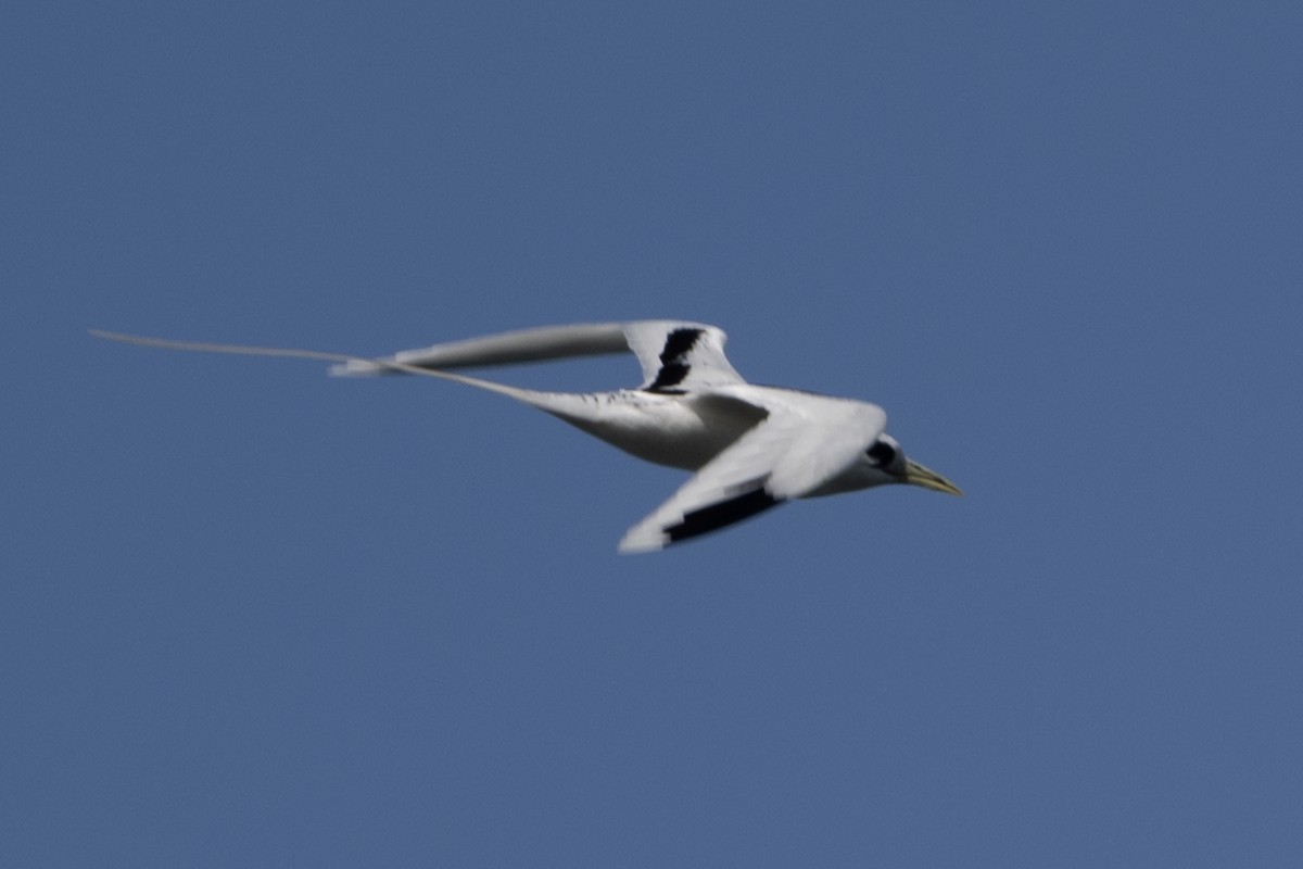 White-tailed Tropicbird (Pacific) - ML659483399