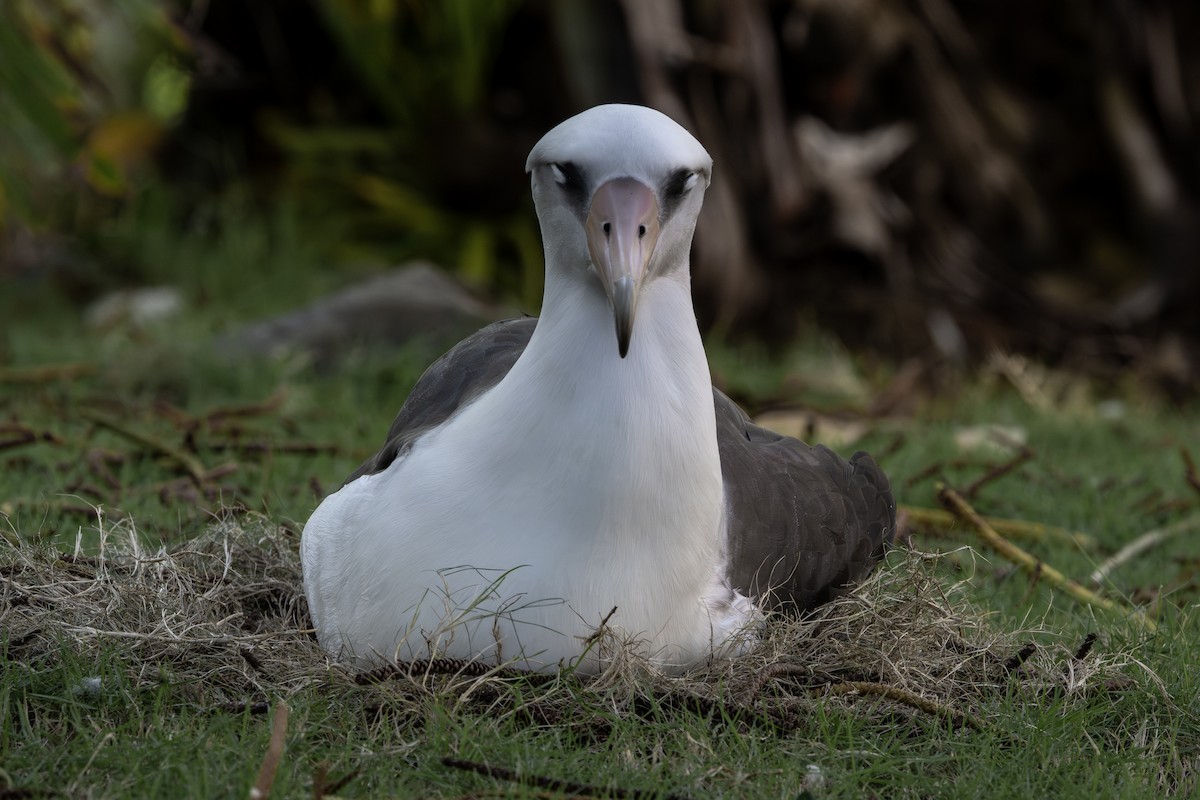 Laysan Albatross - ML659483416