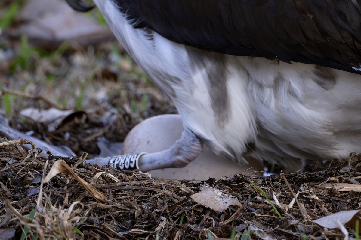 Laysan Albatross - ML659483417