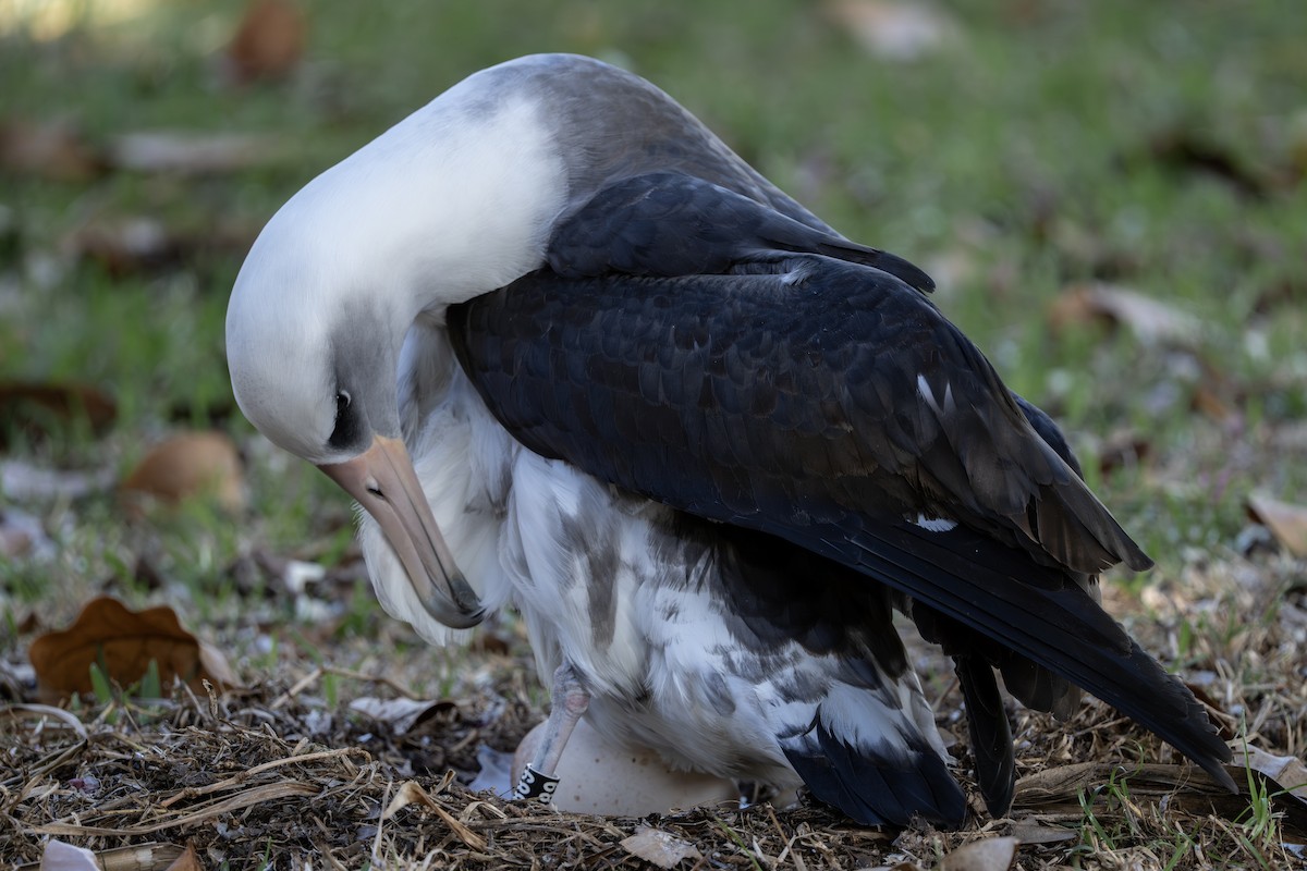 Laysan Albatross - ML659483418
