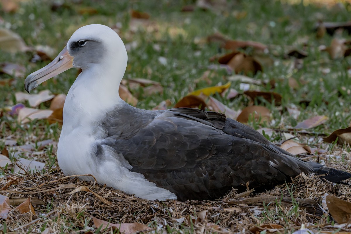 Laysan Albatross - ML659483419
