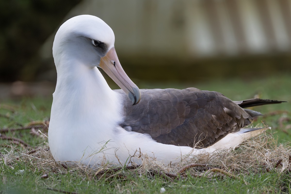 Laysan Albatross - ML659483420