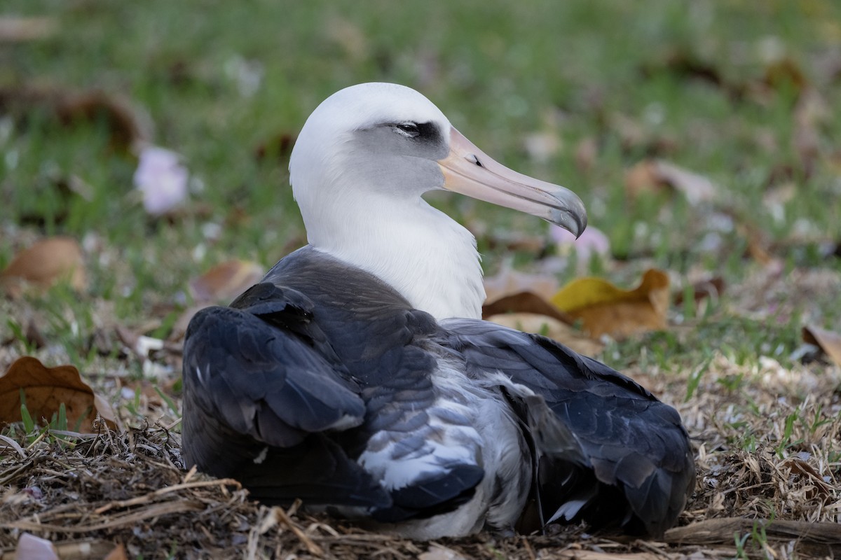 Laysan Albatross - ML659483421