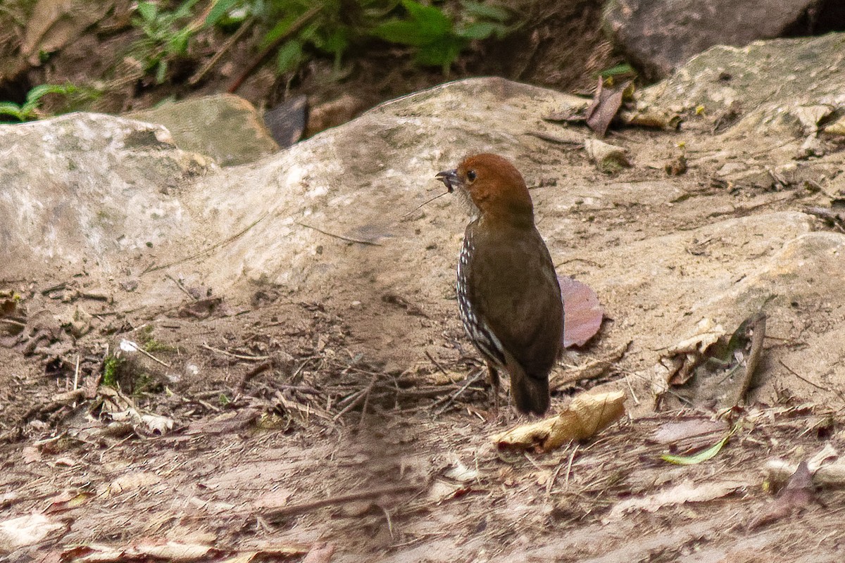 Chestnut-crowned Antpitta - ML659483443