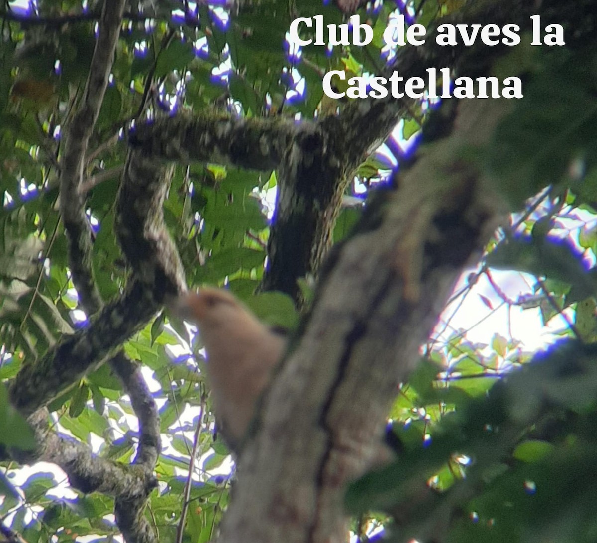 Yellow-headed Caracara - ML659483476